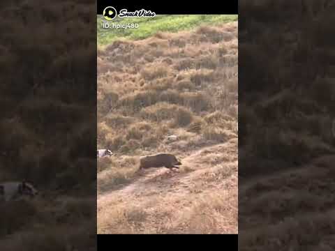 🤡🐕‍🦺🦮🐆🦙🐅🐅🐅🐅🦮🦮🦮🦮🦮🦮🦮🌷🥀🥰🥰🤔🤔🤔🔥🔥🔥