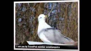 preview picture of video 'Right on our back door Evieklompstra's photos around Canatara Park Sarnia, Canada (travel pics)'