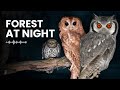 Owls At Night Terrifying Forest Calls Real Audio