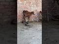 Bakara Rajasthani Goat Rajasthani Cow Bakara Shortvideo Shorts Short Status Video Goa