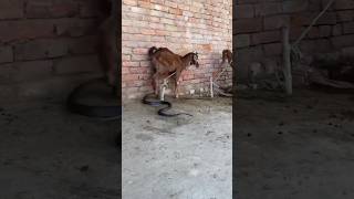 Download lagu bakara Rajasthani 😍😢😢😌 #goat #rajasthani #cow #bakara #shortvideo #shorts #short #status #video #goa mp3