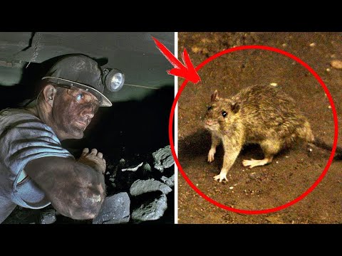 Górnik Zawsze Dokarmiał Szczura. Nie Wiedział, Że Gryzoń Uratuje Mu Kiedyś Życie!