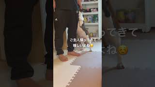 パパに飛びつくワンコ🐶 #フレンチブルドッグ #vlog #フレブル #frenchie #shorts 　　　　　"Dog jumping on Dad"
