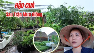 #647|| TRYING TO FIX THE PROBLEM IN THE RAIN BUT FAILED _ Damage After A Storm, Garden Trees Fall...