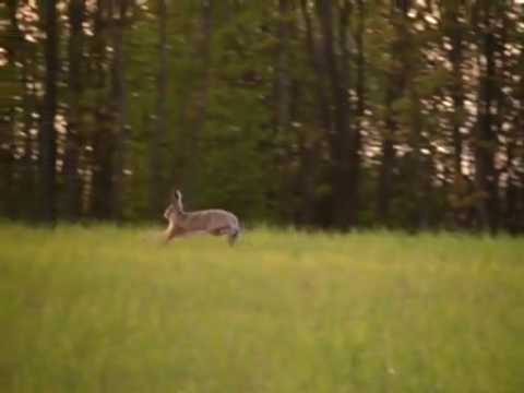 Running hare