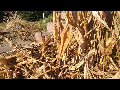 To dig or not to dig Canna Lily bulbs?  Fall Canna advice