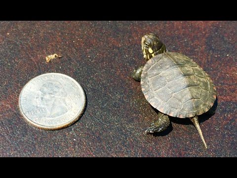 Baby Sun / Painted Turtle