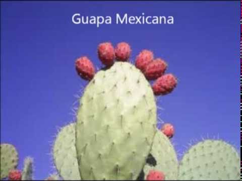 Frédéric Paul Lallet - Guapa Mexicana - (Latin Jazz Dance)