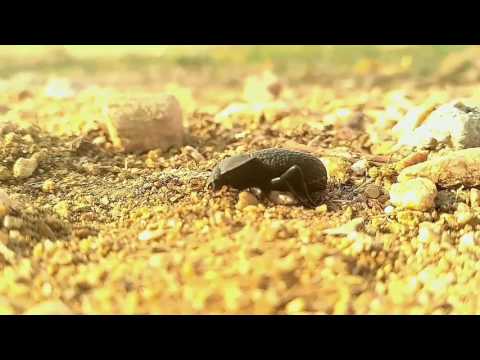 Nature  video clip by Veeresh annigeri.