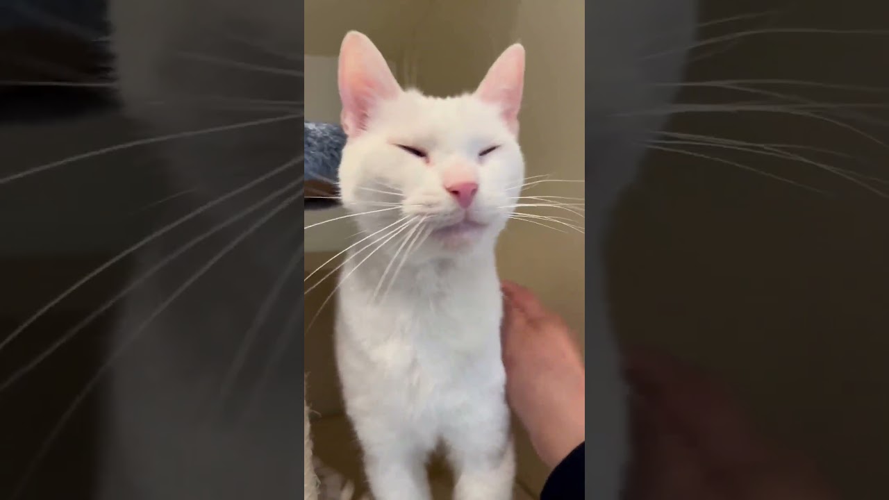 Enlarge Zeppole, a Adoptable Domestic Short Hair in Sterling, VA video 6/6