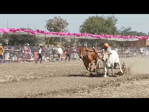 Shankar Pat Nachangav Sairat & Badshah #shankarpat #bailgadasharyat #nachangav