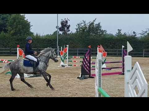 148cm Grade A showjumping pony - Image 2