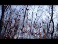 Diary of Dreams - But the Wind Was Stronger 