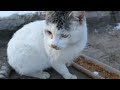 Three Cats Meow And A Stray Dog Is Very Hungry