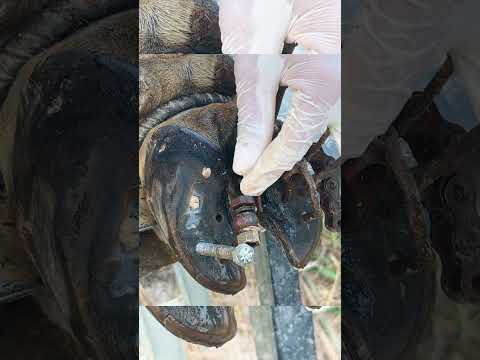 Shocking Truth About Screw Stuck in Cow Hoof Cleaning TV