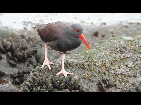 Birds of Playa del Rey