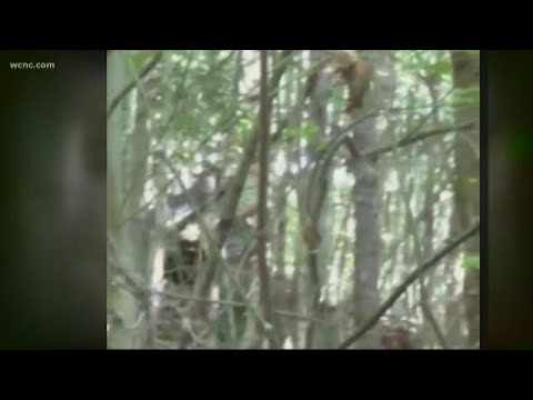 Hickory man says he has video of Big Foot
