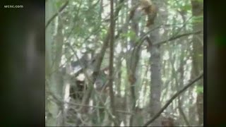 Hickory man says he has video of Big Foot
