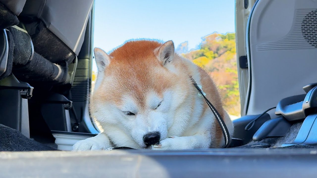 いい天気の日にお出かけし、そよ風の中でアウトドアがにがにを満喫する柴犬