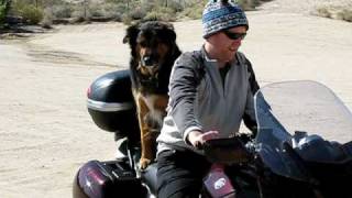 preview picture of video 'The Amazing Motorcycle-riding Dog!'
