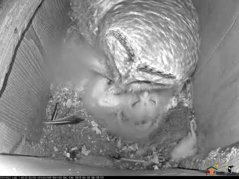 Owlets Huddle Together Until Female Returns To Nest Box – April 20, 2018