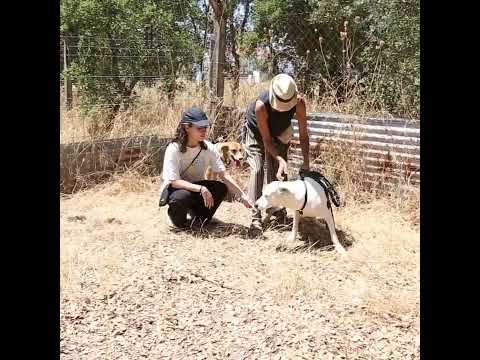 Lucky Dogs Montemor