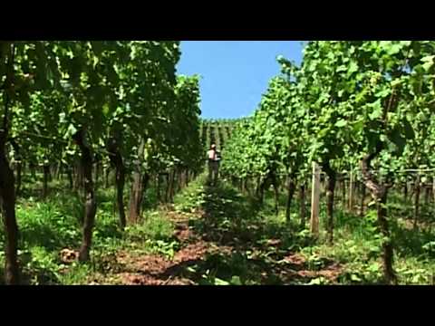 Rheinhessen - German wine-growing region