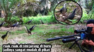 Download lagu Hunting White-Breasted Waterhens‼️ How easy it is to hunt them in an untouched spot mp3