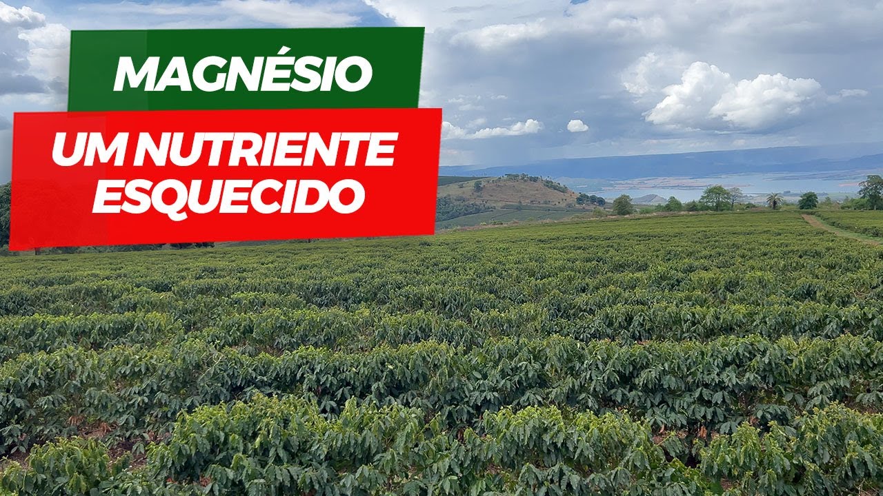 Por que o Magnésio é tão importante para o café?| No Pé do Café