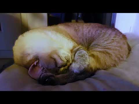 🐱My Big Cat Family - Bodik is sleeping
