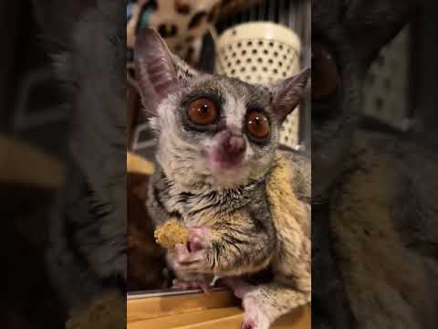 #pets #funnyvideos #funny #cute #galago
