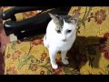 Kucing Telon Salon Lucu