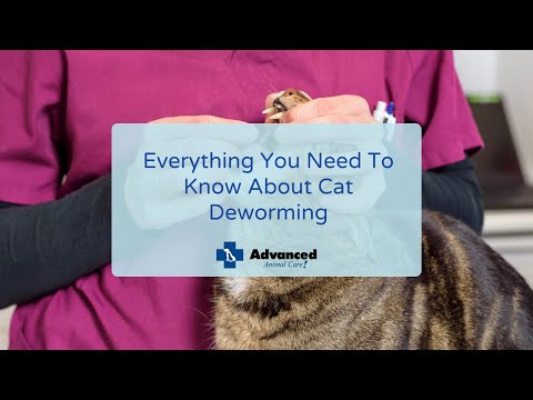 Everything You Need To Know About Cat Deworming