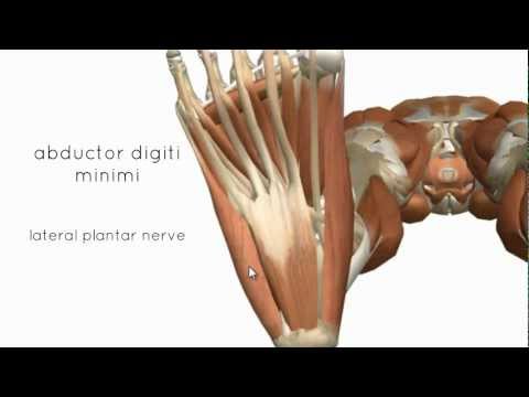 Muscles of the Foot Part 2 - 3D Anatomy Tutorial
