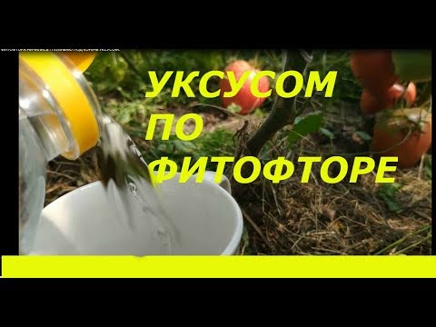 ФИТОФТОРА НАЧАЛАСЬ ! ПОЛИВАЮ ПОД КОРЕНЬ УКСУСОМ