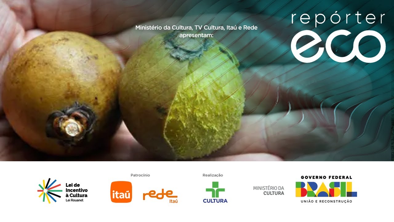 ECO REPORTER | MACAÚBA, COASTAL BIODIVERSITY AND SPECIES PRESERVATION | 12/01/2024