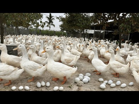 Harvest Duck Eggs  - Effective Duck Egg Business - Duck Farming.