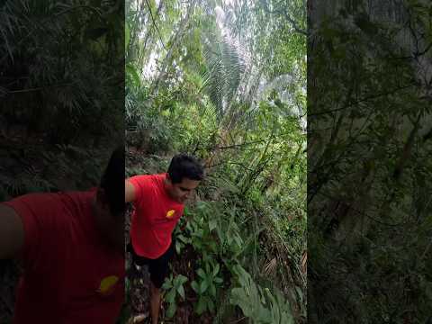 Conectando con la naturaleza #peru #amazonas #bagua #selva