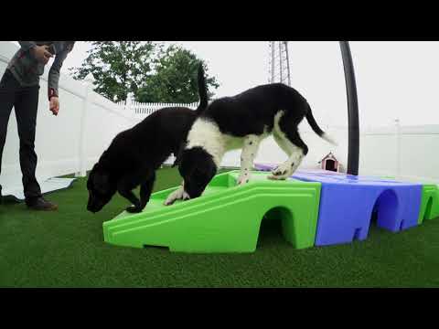download lagu mp3 mp4 Yuppy Puppy, download lagu Yuppy Puppy gratis, unduh video klip Yuppy Puppy
