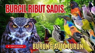 Download lagu Suara Pikat Burcil Ribut Kombinasi Sirtu Panik Terancam. mp3