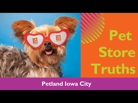 Pet Store Truths: Why Petland Iowa City Is A Great Choice