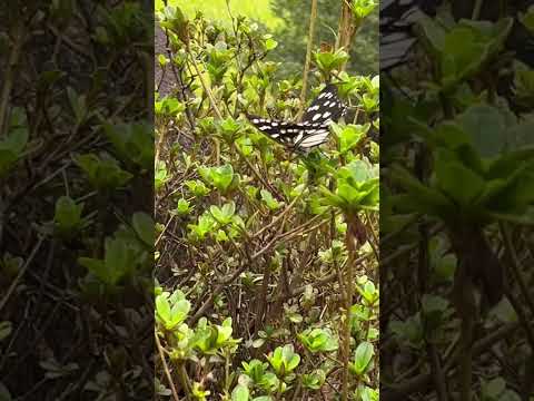庭木に蝶を誘引します 蝶 花 ブッドリア デビッド 飼料 蜜 受粉します