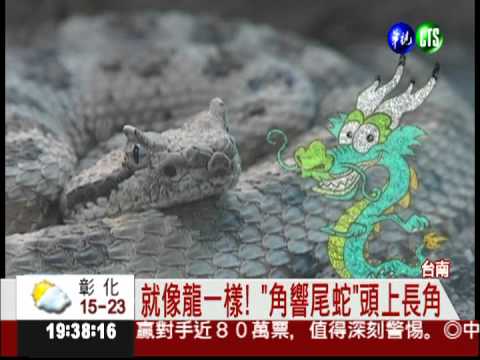 頭上有長角! "角響尾蛇"就像龍