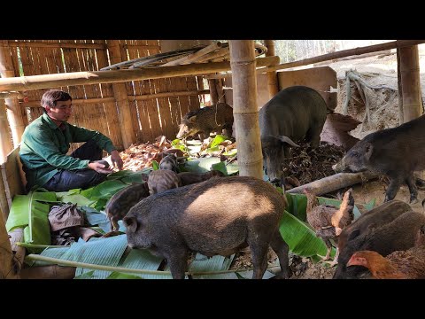 Making a nest for a wild boar to winter, Building a life (EP 239)