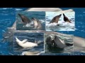 Исцеляющие звуки дельфинов - релакс 