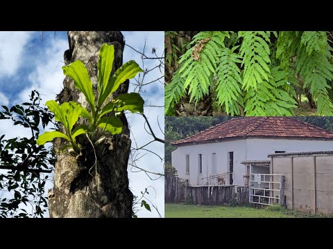 Aventura no interior de Goiás numa fazenda centenária  com  orquídeas e muita natureza.