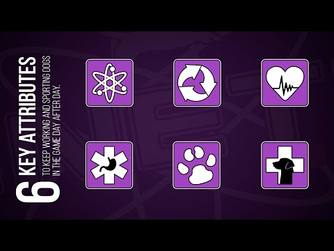 Kinetic Dog Food Overview and Formula Breakdown