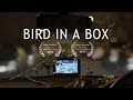 GPS comedy | Bird In A Box | short film rom-com | Brian d