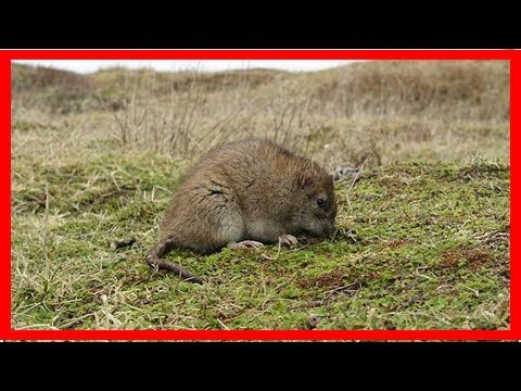 South Georgia declared free of bird-killing invasive rats