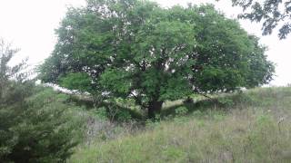 The Waiting: Beautiful Blood